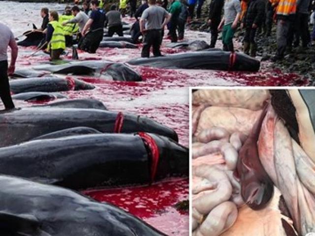 Thế giới - Đau xót cảnh hàng loạt cá voi mang thai bị thảm sát ở đảo Đan Mạch