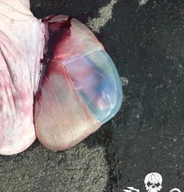 Một bào thai cá voi vẫn còn nguyên trong cuộc thảm sát mới nhất.