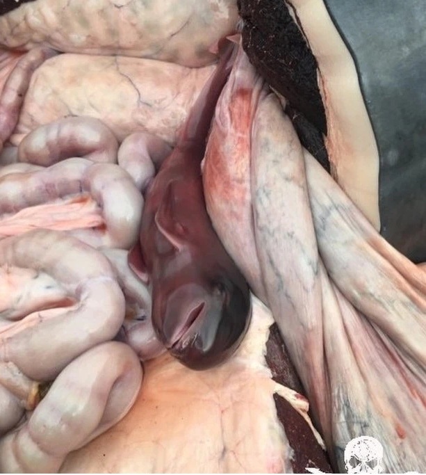 Cá voi chưa chào đời chết thảm vì mẹ bị xẻ thịt ở đảo Faroe.