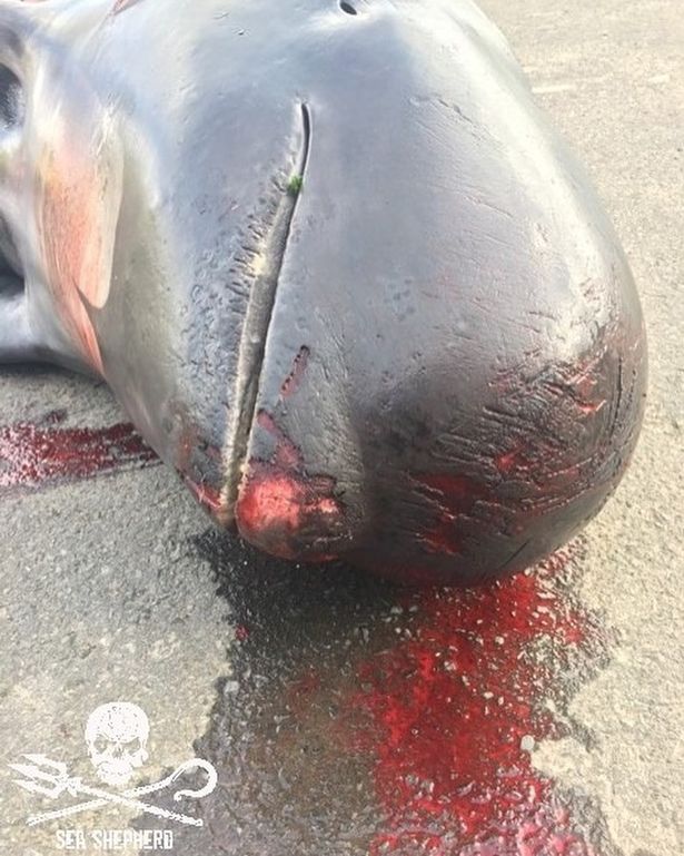 Những vết chém, vết cắt có thể dễ dàng được nhìn thấy trên thân cá voi.