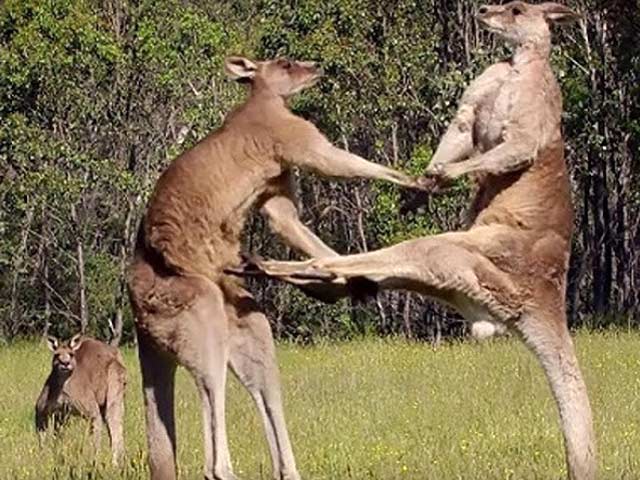 Media - Xem kangaroo đấu boxing để giành bạn tình và vị trí thủ lĩnh