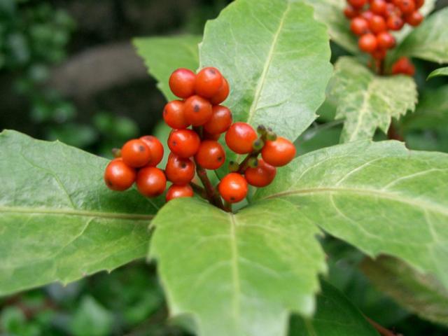 Sức khỏe đời sống - Loài cây mọc hoang ở bìa rừng nhưng lại rất tốt giúp chữa bệnh gút