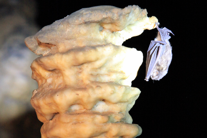 Nhiều sinh vật đang sinh sống bên trong động Thiên Đường. (Ảnh: Paradise Cave)