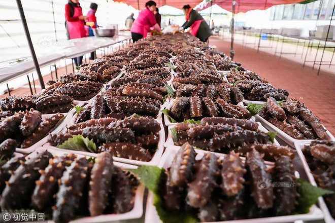 Loại “dưa chuột” xấu xí 70 triệu đồng/kg, nhiều người hi sinh mạng sống săn tìm - 1