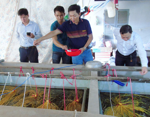 Anh Tân (áo sọc) giới thiệu kỹ thuật nuôi lươn giống cùng đoàn cán bộ Hội ND tỉnh Vĩnh Long. Ảnh: HỒNG CẨM.