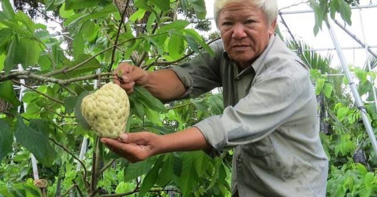 Thị trường - Tiêu dùng - Lão nông với vườn mãng cầu dai cho trái khổng lồ