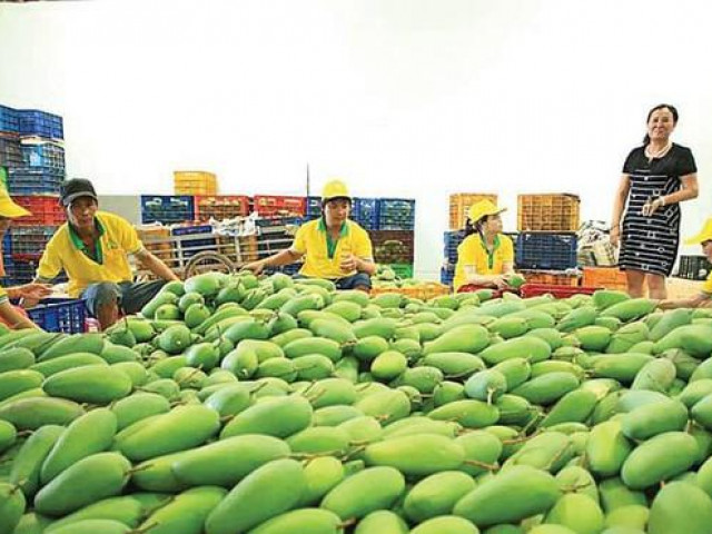 Thị trường - Tiêu dùng - Từ 1/9, nông sản xuất đi châu Âu sẽ bị kiểm dịch thực vật chặt chẽ