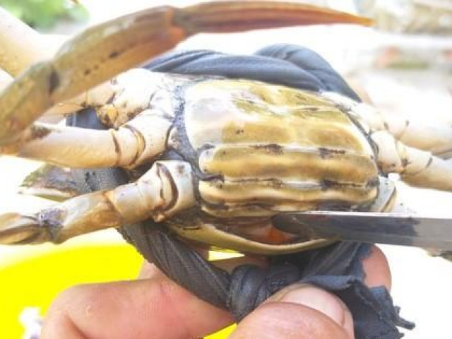 Thị trường - Tiêu dùng - Bí quyết chọn cua biển Cà Mau ngon, tránh hàng đểu