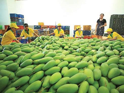 Đối với các lô quả có múi và xoài&nbsp;tươi xuất khẩu,&nbsp;phải được sản xuất từ các vườn đã được cơ quan kiểm dịch thực vật kiểm tra và đảm bảo không nhiễm ruồi đục quả. Ảnh minh họa&nbsp;