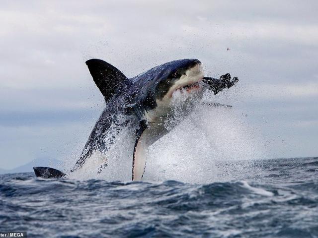 Thế giới - Sợ bị cường địch moi gan, hàng trăm cá mập trắng biến mất khỏi vùng biển ưa thích