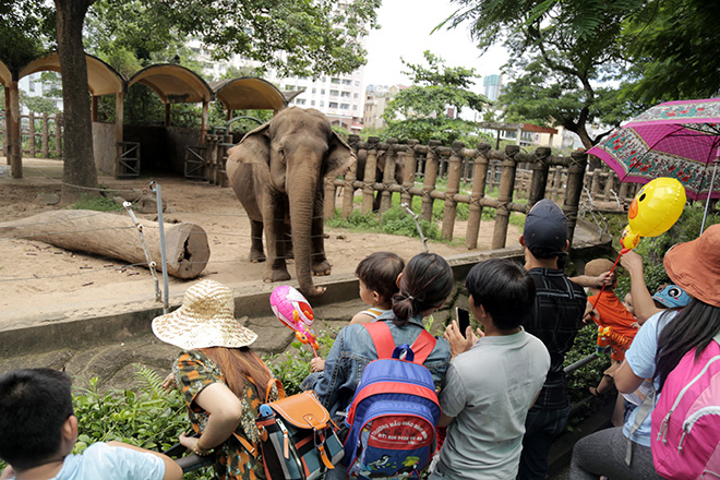 Nhiều phụ huynh đưa con em mình tham quan tìm hiểu về voi, hươu cao cổ… trong Thảo Cầm Viên.