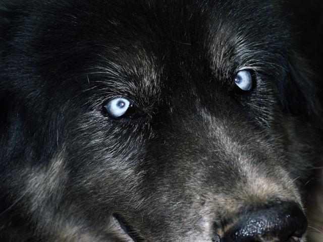 Media - 4 giống chó hung dữ và nguy hiểm nhất thế giới