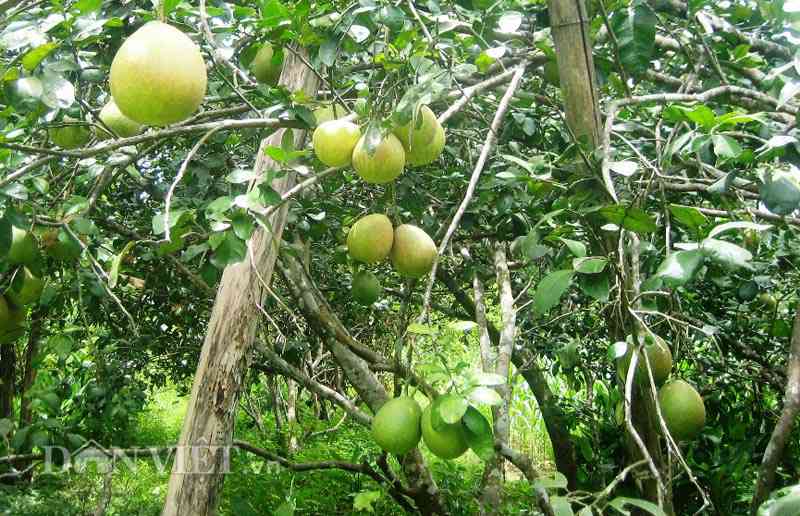 Làng trái cây Đại Bình có hơn 280 hộ trồng cây ăn quả, với tổng diện tích hơn 40ha, trong đó có khoảng hơn 20ha là trồng giống bưởi trụ lông.