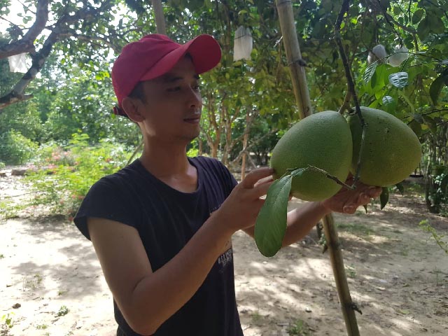 Bưởi trụ lông Đại Bình có đặc điểm trái nhỏ nhưng múi dày, tép lớn và có vị ngọt thanh.