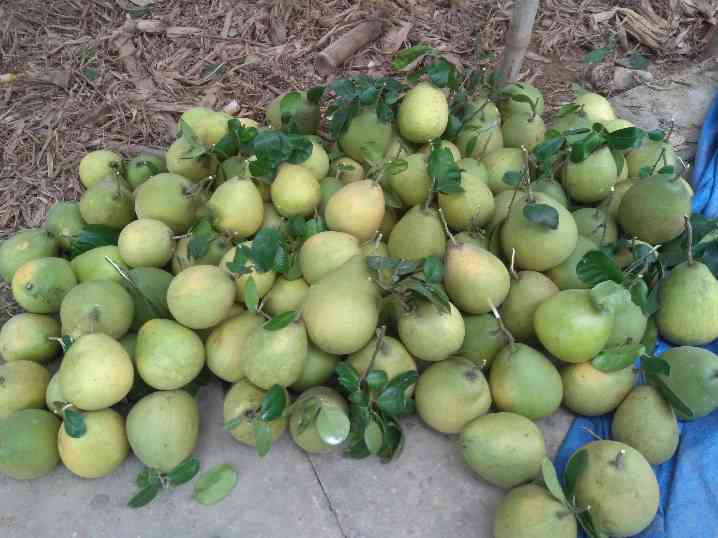 Bưởi trụ lông được người dân làng Đại Bình trồng theo xu hướng canh tác hữu cơ tự nhiên. Bà con không sử dụng các loại phân bón hóa học, hay thuốc trừ sâu hóa học. Bưởi có nguồn gốc xuất xứ rõ ràng, chính vì lẽ đó mà khách hàng trên mọi thị trường luôn hướng về sản phẩm bưởi trụ lông Đại Bình.