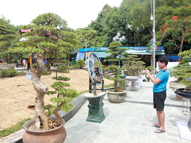 Thị trường - Tiêu dùng - Mua cây hoa giấy về chơi, sau 4 năm bán với giá 150 triệu đồng