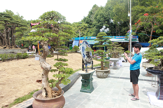 Xuất hiện tại triển lãm TP Sầm Sơn (Thanh Hóa), cặp hoa giấy bonsai của anh Nguyễn Đình Sáng (Sầm Sơn) thu hút sự chú ý của du khách, giới chơi cây đến chiêm ngưỡng.