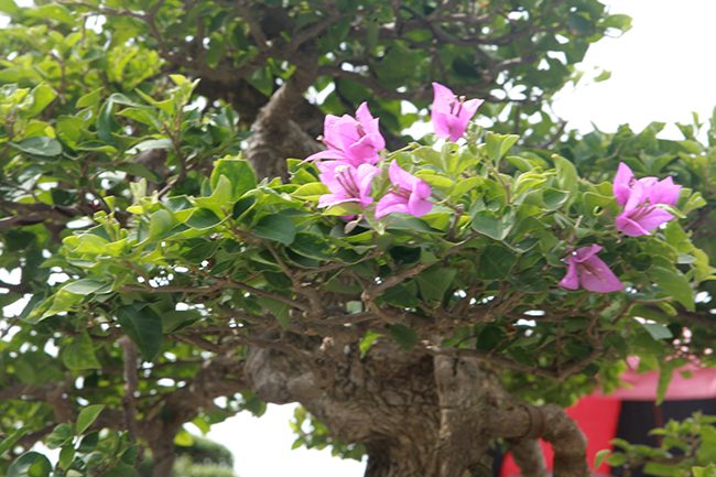 Theo anh Sáng, hoa giấy được xem là cây hoa dương tính, loại cây đại phát lộc, do đó hiện nay rất được người chơi cây ưa chuộng