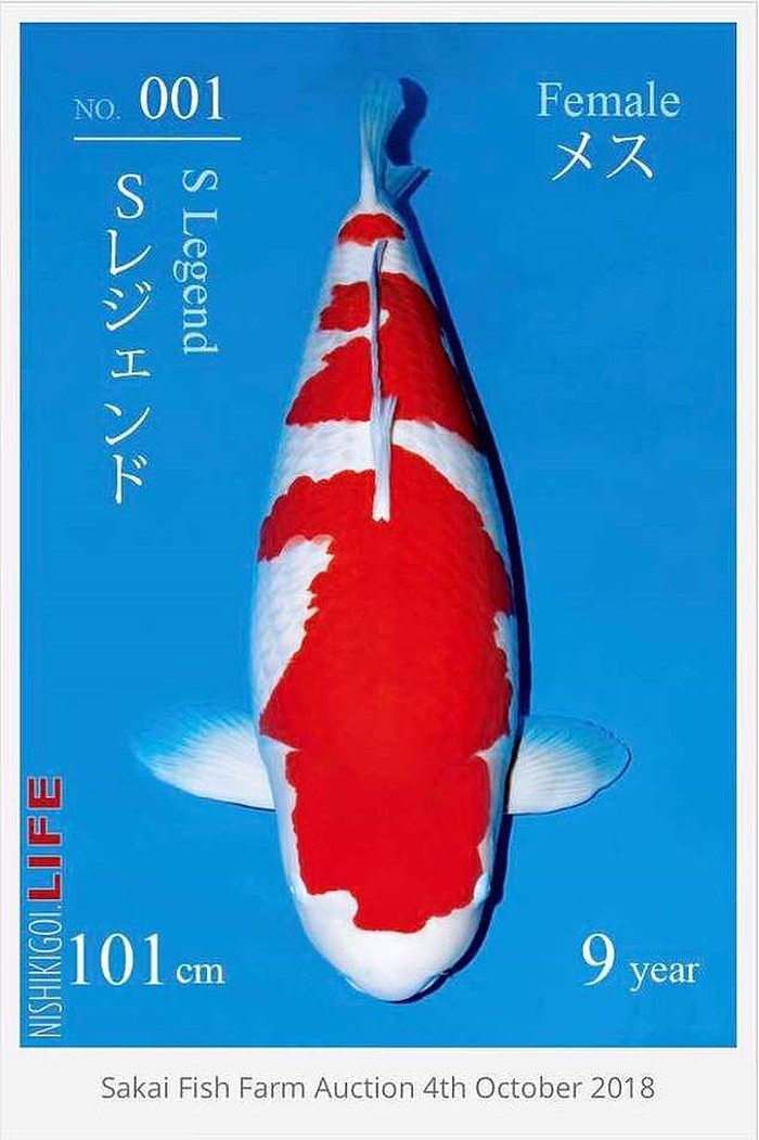 Chú cá Koi có giá gần 42 tỷ VND (Nguồn: BI)