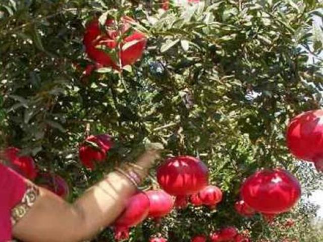 Thị trường - Tiêu dùng - Không đủ tiền nuôi con, vợ chồng trồng quả "may mắn"... kiếm hơn 300 triệu/năm