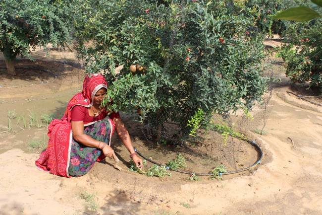 Các cây truyền thống không giúp họ kiếm đủ tiền nuôi con, nên 2 vợ chồng mua 220 cây lựu để trồng. Ngoài ra, họ dùng phương pháp tưới nhỏ giọt để cấp nước cho cây lựu, không ngờ phương pháp này lại cho thu nhập tốt hằng năm.