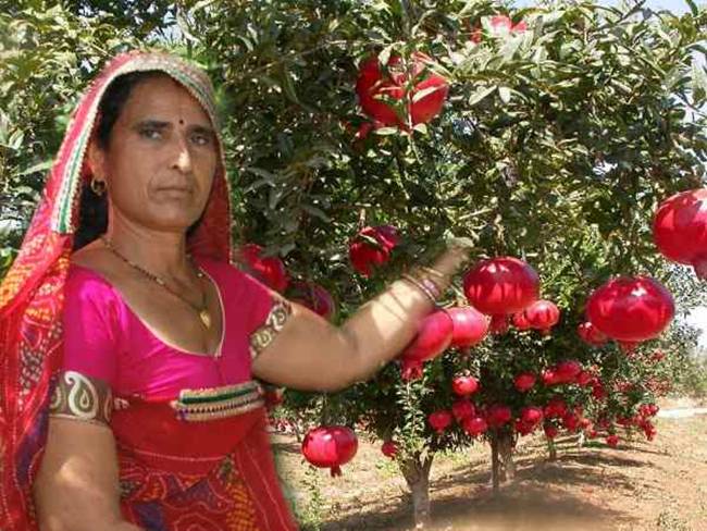 Santosh Devi bán lựu cho khách hàng mua trực tiếp ở trang trại không qua trung gian. Hiện, vợ chồng Santosh còn làm vườn ươm để bán cây giống cho nông dân có nhu cầu.