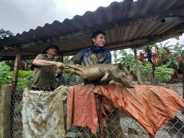 Tin tức trong ngày - Nước bao vây tứ phía, dân Hà Tĩnh “ôm” gà lợn chạy lũ