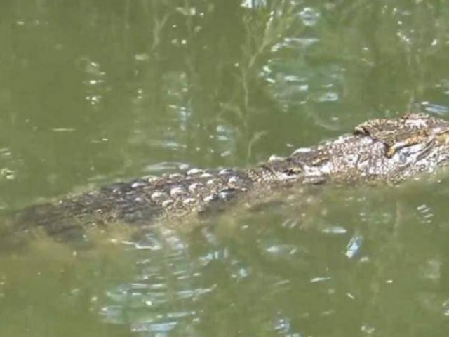 Người đăng tin “cá sấu lớn nổi đầu trên sông” ở Cà Mau sẽ bị xử lý?
