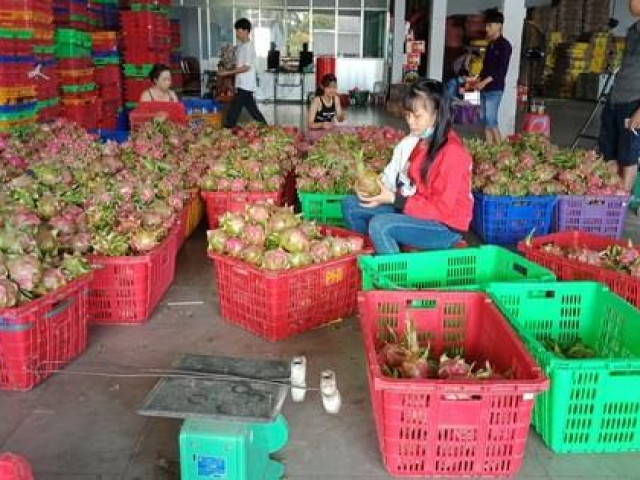 Thị trường - Tiêu dùng - Thanh long, dưa hấu rớt giá còn 6.000 đồng/kg vì thị trường Trung Quốc bấp bênh