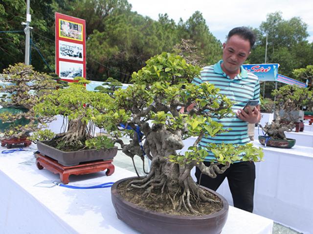 Thị trường - Tiêu dùng - Dàn si mini, có cây bé lọt lòng bàn tay giá hàng chục tới hàng trăm triệu