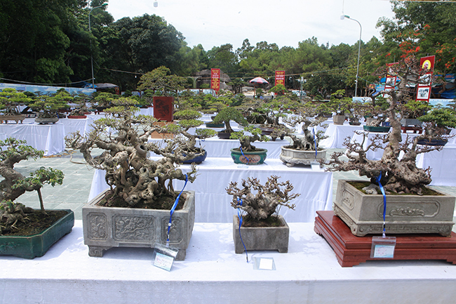 Tại triển lãm sinh vật cảnh TP. Sầm Sơn (Thanh Hóa), rất nhiều tác phẩm si mini bonsai rất nghệ thuật, mỗi cây một dáng thế đến từ các nhà vườn khác nhau