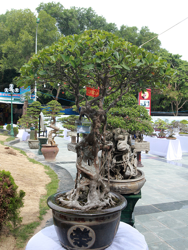 Tác phẩm si có tên “Cúp độc lập” của ông Bùi Văn Đệ, cây cao khoảng 1m, bông tán hình vòm nhìn giống như một chiếc cúp