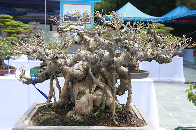 Cũng theo ông Nhân, sở dĩ cây cảnh bonsai nghệ thuật có giá đắt bởi người nghệ nhân mất rất nhiều thời gian chăm sóc, tạo tác. Trong hàng chục cây mới chọn ra được một cây.