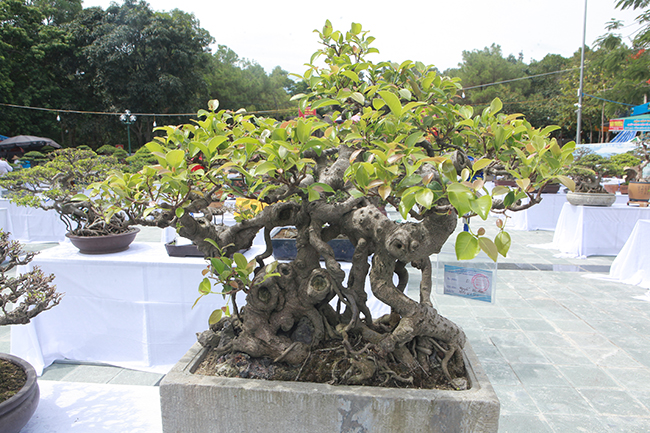 Đây là những tác phẩm bonsai mini &#40;một người bê&#41;, giá dao động từ vài chục triệu đồng đến hàng trăm triệu đồng/tác phẩm