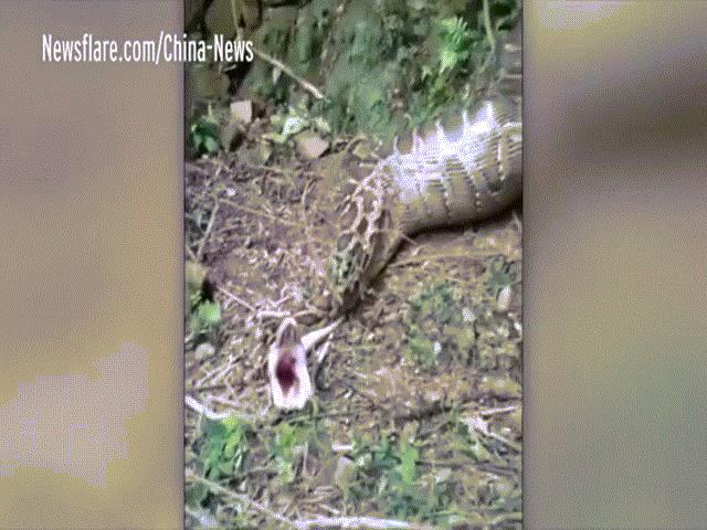 Video: 20 con dê lần lượt mất tích, đi tìm thấy cảnh rợn người