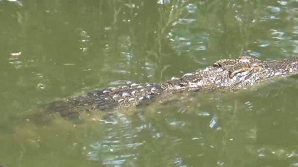 Người đăng tin “cá sấu lớn nổi đầu trên sông” ở Cà Mau sẽ bị xử lý? - 1