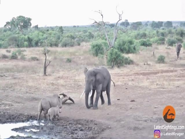 Phi thường - kỳ quặc - Voi dữ "đại chiến" tê giác, một bên bị đuổi chạy trối chết