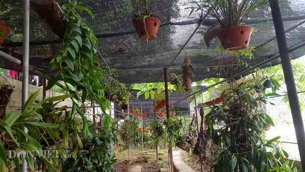 Khu vườn treo đầy những giỏ lan rừng&nbsp;của anh Minh ở thị trấn Lộc Bình, tỉnh Lạng Sơn.
