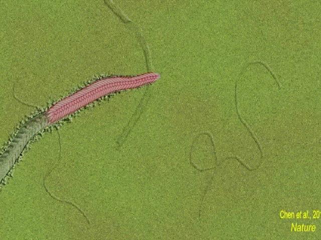 Thế giới - Con vật với 50 phần cơ thể sống cách đây 550 triệu năm có thể giải mã bí mật sự sống