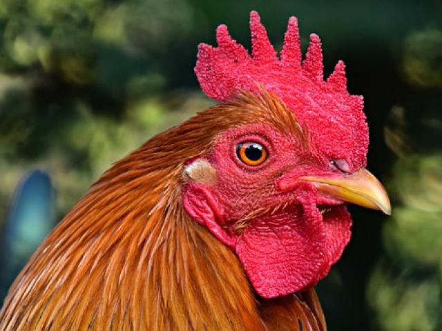 Thế giới - Úc: Cụ bà bị con gà trống hung dữ mổ chết thảm tại nhà riêng