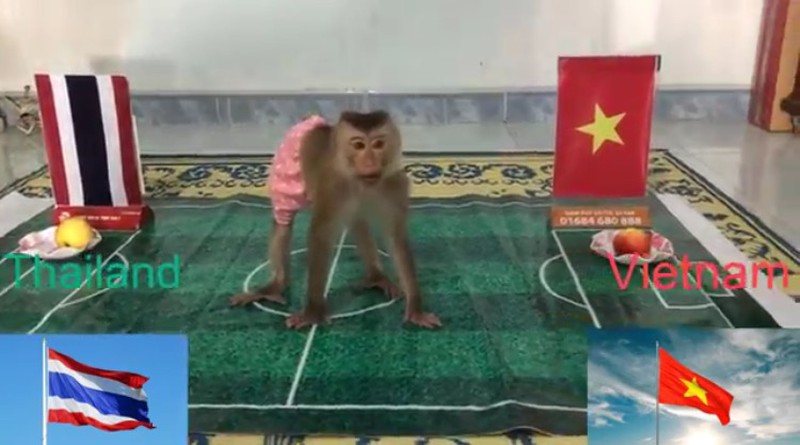 Con khỉ dự đoán trận Thái Lan vs Việt Nam tại Vòng loại WC 2022. Ảnh cắt từ clipCon khỉ có tên là Ben đã dự đoán phần thắng nghiêng về đội tuyển Việt Nam.