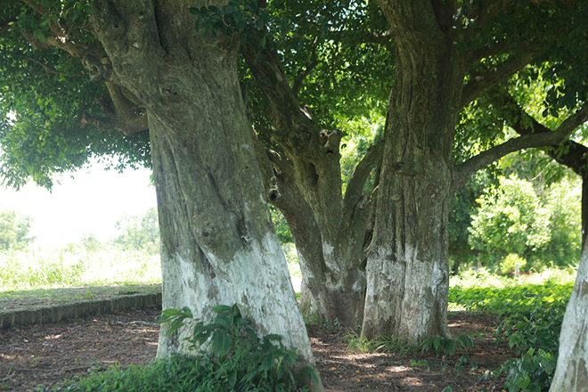 Ngắm rặng cây 1.000 năm tuổi tuyệt đẹp giữa làng quê Hà Nội - 3