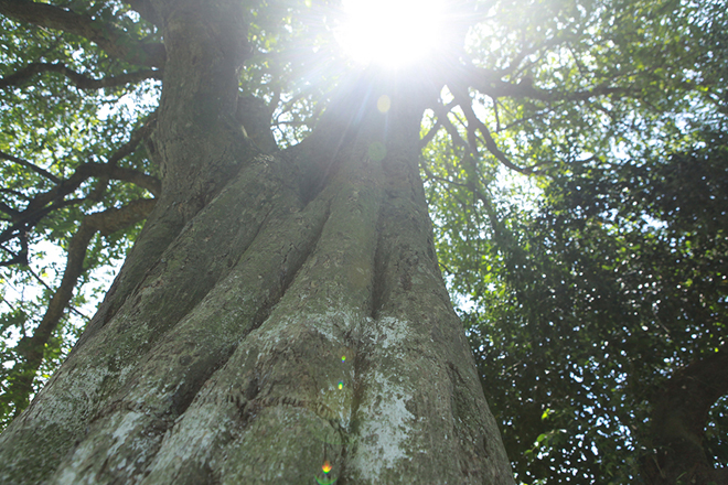 Ngắm rặng cây 1.000 năm tuổi tuyệt đẹp giữa làng quê Hà Nội - 4