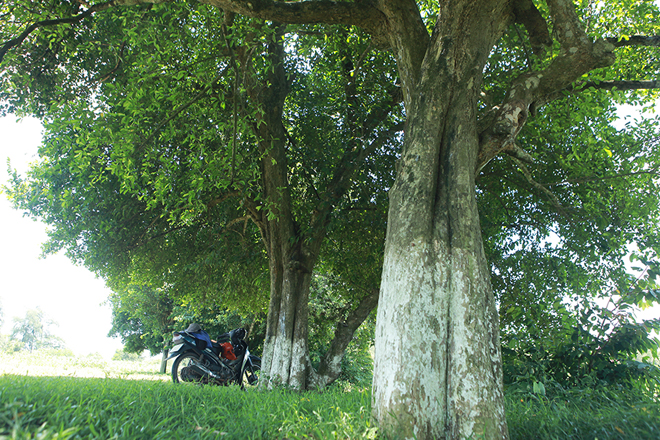 Ngắm rặng cây 1.000 năm tuổi tuyệt đẹp giữa làng quê Hà Nội - 9