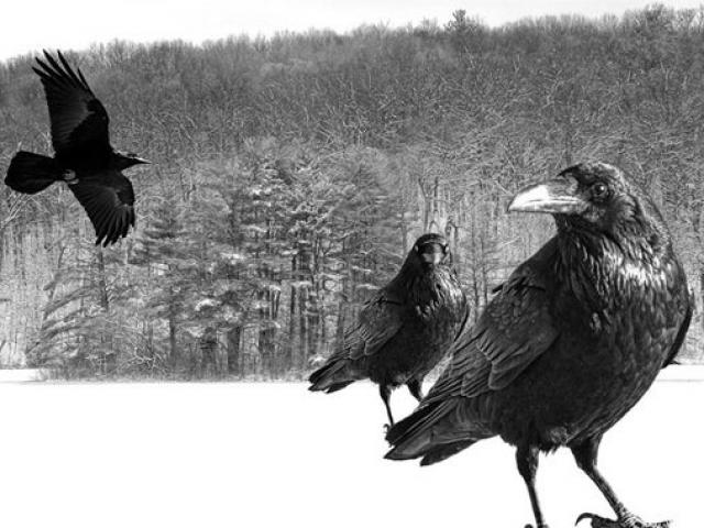 Phi thường - kỳ quặc - Người đàn ông khốn đốn vì bị quạ "trả thù" suốt 3 năm?