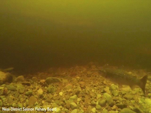 Video: Lươn khổng lồ lộ diện ở nơi nghi có quái vật hồ Loch Ness
