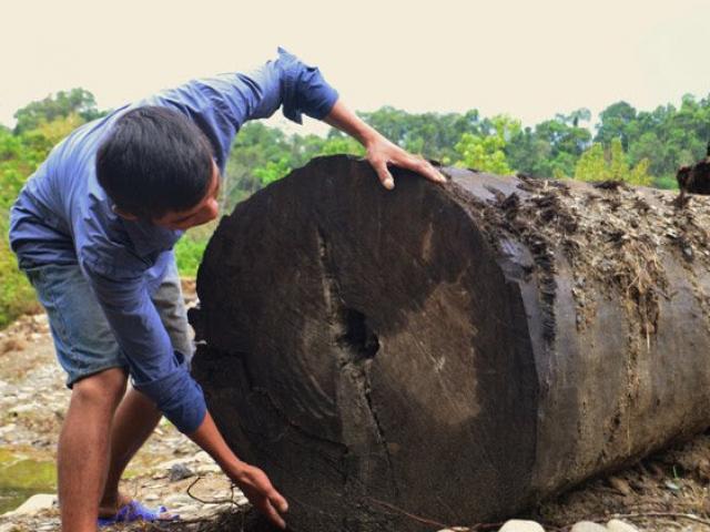Tin tức trong ngày - Khối gỗ quý kích thước "khủng" được tìm thấy dưới suối ở Hà Tĩnh giờ thế nào?