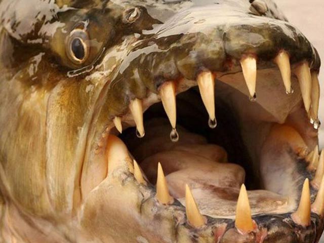 Thủy quái có hàm răng kinh dị, cá sấu cũng phải khiếp sợ