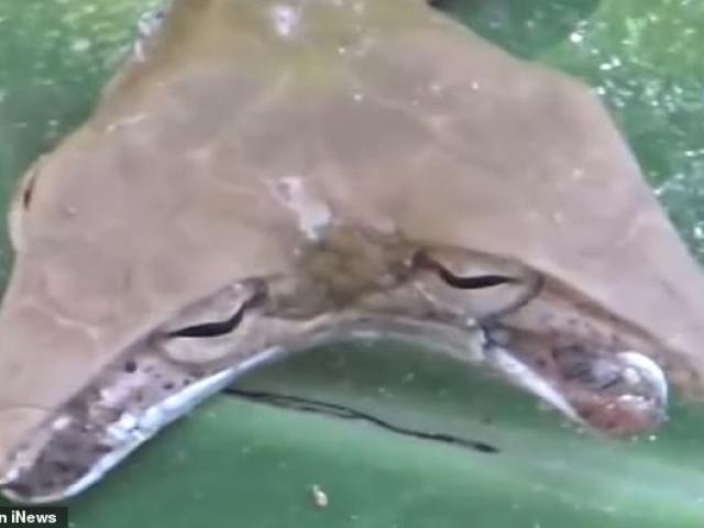 Phi thường - kỳ quặc - Phát hiện rắn 2 đầu hình tam giác ngoe nguẩy lang thang trên đường phố Indonesia