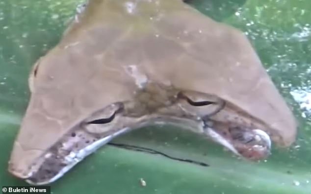 Con rắn 2 đầu được tìm thấy ở đảo Bali, Indonesia